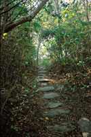 Los antiguos senderos ind�genas en el Parque Nacional Natural Tayrona pueden ser recorridos por los visitantes.