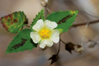 Desnudo y mustio o verde y florecido, el bosque seco es  un santuario de vida.