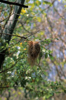 Las criaturas m�s fr�giles del bosque dependen de los �rboles para lograr la perpetuaci�n de la especie. Nido colgante de una orop�ndola.