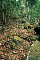 Bosque secundario camino al Peak en la isla de Providencia.