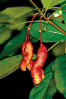 Semilla de la leguminosa Swartzia sp