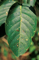 En el detalle m�s peque�o, o en la hoja m�s ef�mera se esconden la historia evolutiva y los secretos del bosque seco.