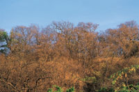 El aspecto del bosque cambia radicalmente en el perodo de sequa y los tonos ocres de los troncos, las ramas y el suelo desnudo predominan en el paisaje