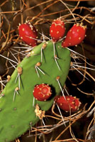 Las cactceas se originaron y diversificaron en Amrica, a partir de su separacin del continente africano. Cactus del gnero Opuntia.