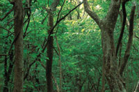 Interior de un bosque seco tropical en Costa Rica, cuyo denso sotobosque apenas permite el paso de unos pocos rayos de sol hasta el suelo, en la poca de lluvias.
