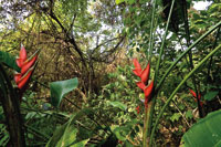 La transicin entre el bosque seco y el bosque hmedo es con frecuencia imperceptible; en ste es mayor la presencia de vegetacin siempreverde.