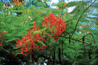 Cmbulo o cachimbo en flor.