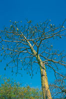 Bonga o majagua con frutos durante la estacin seca.