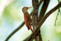 En aves y mamferos, la temperatura corporal permanece estable, en tanto que los reptiles y batracios dependen del ambiente para obtener calor.