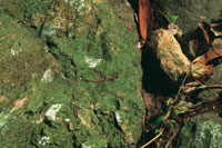 Aunque los musgos son escasos en los bosques secos, debido a la poca humedad ambiental, en las orillas de las quebradas estacionales es posible encontrarlos sobre las rocas.