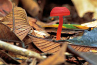 Los hongos y los helechos brotan en el bosque seco durante la poca hmeda, mientras que durante la sequa permanecen en estado latente.