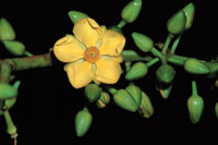 El aspecto suave y vigoroso de las plantas se debe a la saturacin de humedad en la atmsfera. Bejuco de la familia de las dilleniaceas.