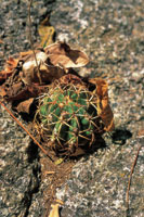Los sustratos rocosos, pobres en nutrientes, slo son colonizados por cactceas y especies menores.
