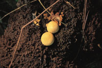 Los hongos desempean una funcin primordial en la descomposicin de la materia orgnica.