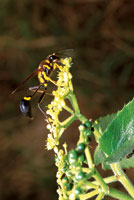 El nctar de las flores es un alimento vital para algunas especies de insectos. Avispa Sceliphron sp.