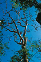 La prdida del follaje obliga a muchos herbvoros a buscar otras fuentes de sustento.