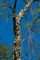 El tronco de la bonga o majagua asume la funcin fotosinttica cuando el rbol pierde sus hojas.