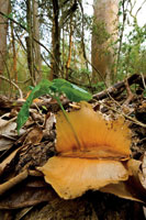 El comienzo de la poca de lluvias es el momento propicio para que broten las hojas nuevas y germinen  las plantas que crecern rpidamente hasta adquirir una talla que les permita sobrevivir a la siguiente sequa.