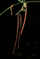 Cuando la poca seca llega a su fin, las vainas de los frutos se abren para liberar las semillas.