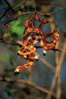 Cuando la poca seca llega a su fin, las vainas de los frutos se abren para liberar las semillas.