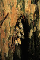 Con el fin de sobrellevar la sequa, algunos caracoles pulmonados se agrupan en las oquedades de los troncos y se aislan del medio produciendo una sustancia que sella sus conchas; otros lo hacen en solitario a la sombra de las plantas del sotobosque que n