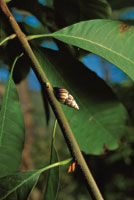 Con el fin de sobrellevar la sequa, algunos caracoles pulmonados se agrupan en las oquedades de los troncos y se aislan del medio produciendo una sustancia que sella sus conchas; otros lo hacen en solitario a la sombra de las plantas del sotobosque que n