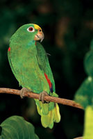 Los loros, como muchas otras  aves del bosque seco, se desplazan a las reas donde hay mayor abundancia de alimento.