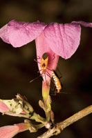 Para muchos de los insectos, con la llegada de las lluvias termina la diapausa para continuar con la siguiente etapa de su desarrollo.