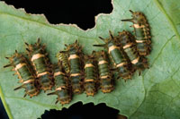 Para muchos de los insectos, con la llegada de las lluvias termina la diapausa para continuar con la siguiente etapa de su desarrollo.