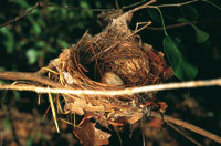 Nido de tortolita comn, Columbina passerina