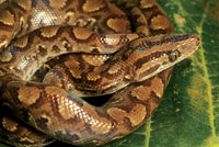 Boa constrictora, depredadora de pequeos mamferos.