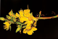 Hormiga en medio de los ptalos de una flor.