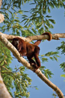 Mono aullador desplazndose por las ramas superiores de los rboles.