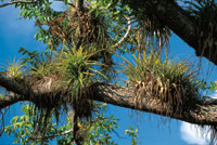 Las bromeliceas y otras epfitas se asientan en las ramas altas de los rboles en busca de luz.