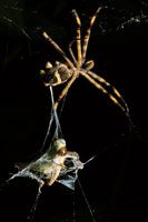 Un insecto ha cado en la telaraa y el depredador lo envuelve para evitar que escape.