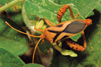 El chinche de encaje, es un hemptero chupador que se alimenta de la savia de hojas carnosas.