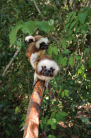 El tit cabeciblanco, Saguinus oedipus, se alimenta de hojas y frutos que obtiene en las capas superiores de los rboles del bosque seco.