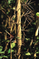 Tronco espinoso de la palma chonta.