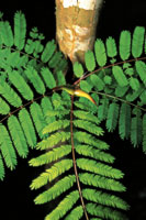 Las hormigas que defienden la Acacia collinsi de los herbvoros, habitan en el interior de las espinas huecas de la planta.
