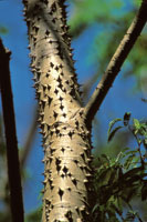 El tronco de la ceiba espinosa impide a los grandes herbvoros trepar hasta donde se encuentran sus hojas y frutos.
