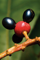 La diversidad de formas, tamaos y colores de las frutas, tiene como propsito principal el de atraer a los animales frugvoros, que contribuyen a dispersar las semillas.