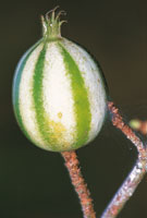 La diversidad de formas, tamaos y colores de las frutas, tiene como propsito principal el de atraer a los animales frugvoros, que contribuyen a dispersar las semillas.