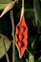 La diversidad de formas, tamaos y colores de las frutas, tiene como propsito principal el de atraer a los animales frugvoros, que contribuyen a dispersar las semillas.