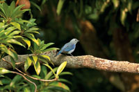Las aves frugvoras, como el azulejo, Thraupis episcopus, son eficaces en la dispersin de las semillas.