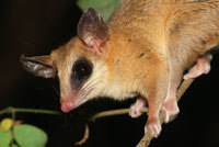 Algunos mamferos, como este pequeo marsupial pariente de la zarigeya, trituran las semillas con sus fuertes dientes.