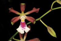 Las plantas se valen de la vistosidad de sus flores como una estrategia para que los animales sirvan como medio para transferir el polen que producen los rganos masculinos o anteras hasta el rgano femenino o estigma.