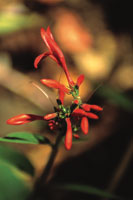 La forma y el color de las flores demuestran la preferencia de la planta por ciertos polinizadores: las de forma tubular y tonalidades fuertes de rojo y anaranjado  atraen a los colibres.