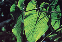 La biodiversidad de la Sierra Nevada de Santa Marta es sorprendente debido a la heterogeneidad de su rgimen climtico.