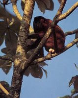 El mono aullador y la guacamaya roja son dos ejemplares que se observan con frecuencia en las reas selvticas de la Sierra.