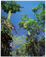 Vegetacin de la selva subandina de la Sierra Nevada de Santa Marta.